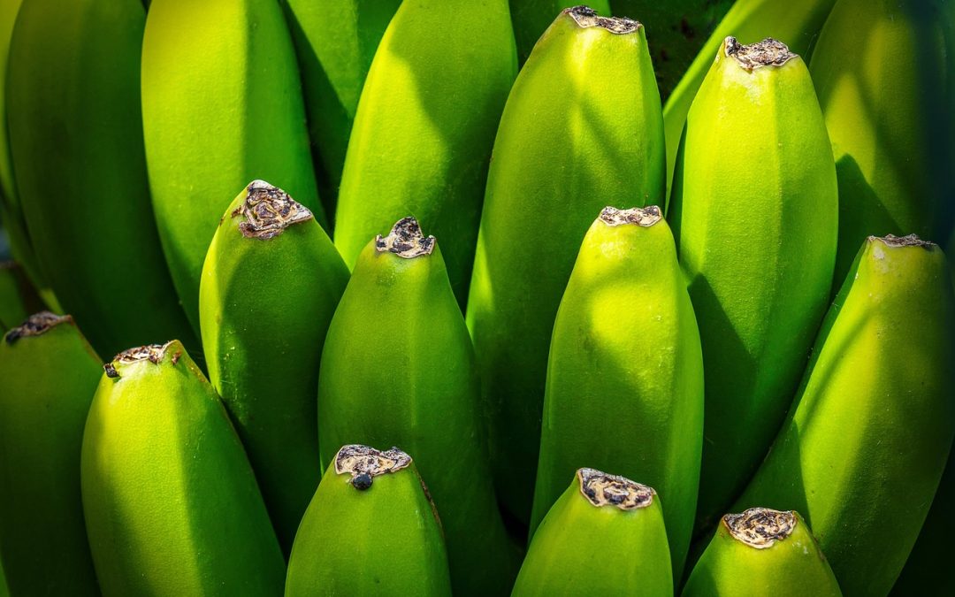 Strategi Bea Cukai Padang Panjang dalam Mengoptimalkan Kegiatan Barang Modal